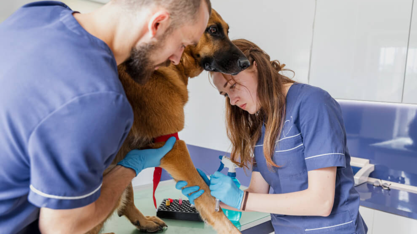 La fórmula de 5 pasos de las clínicas veterinarias rentables