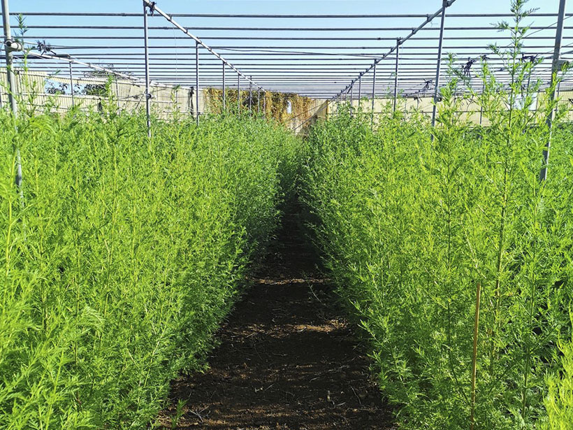 https://www.artennua.com/wp-content/uploads/cultivo-artemisia-annua.jpg